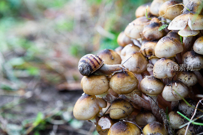 花园蜗牛(螺旋asppersa)吃蘑菇的特写