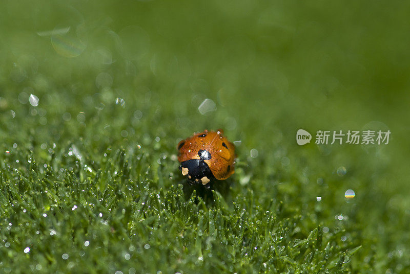 草地上的瓢虫