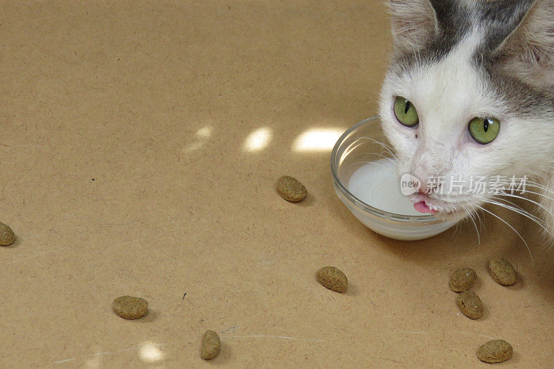 家猫正在喝牛奶