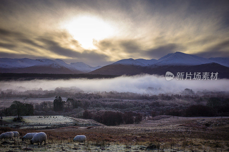 多雾的早晨，大峡谷田野里的羊