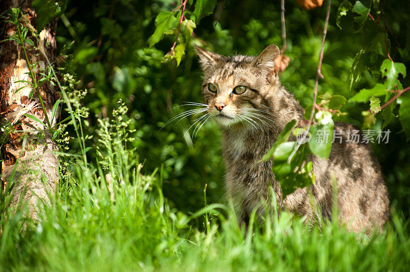 苏格兰野猫打猎。