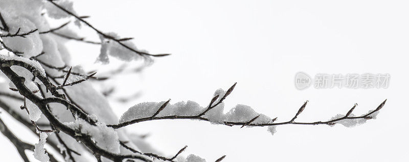 白雪覆盖了山毛榉树上的枝叶和嫩芽。