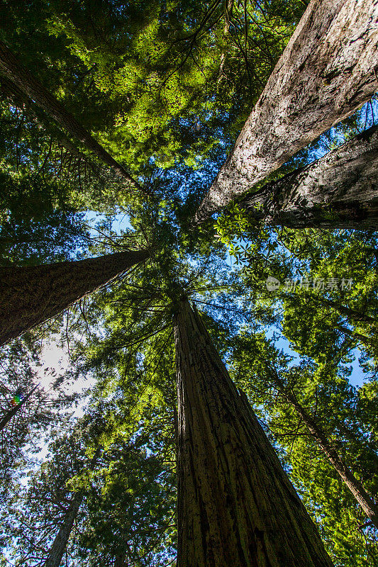 红木国家和国家公园，加利福尼亚州