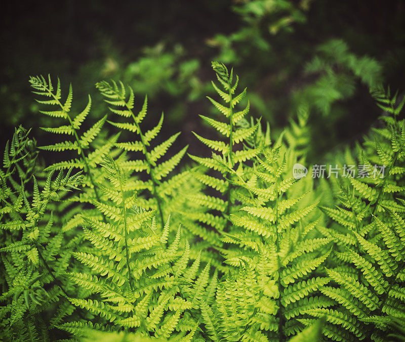 野生蕨类植物