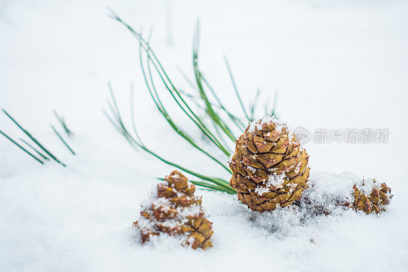 雪中的松果