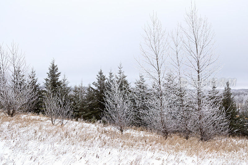 冰霜覆盖的树木