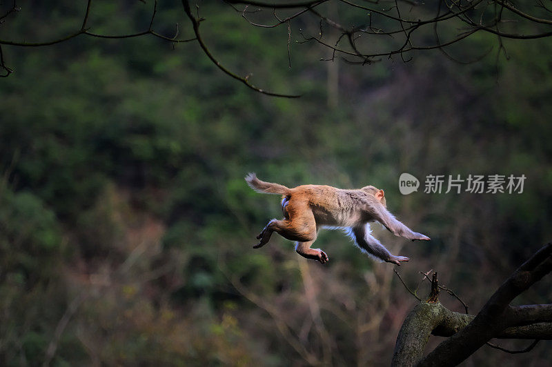 在树林里跳跃的猴子