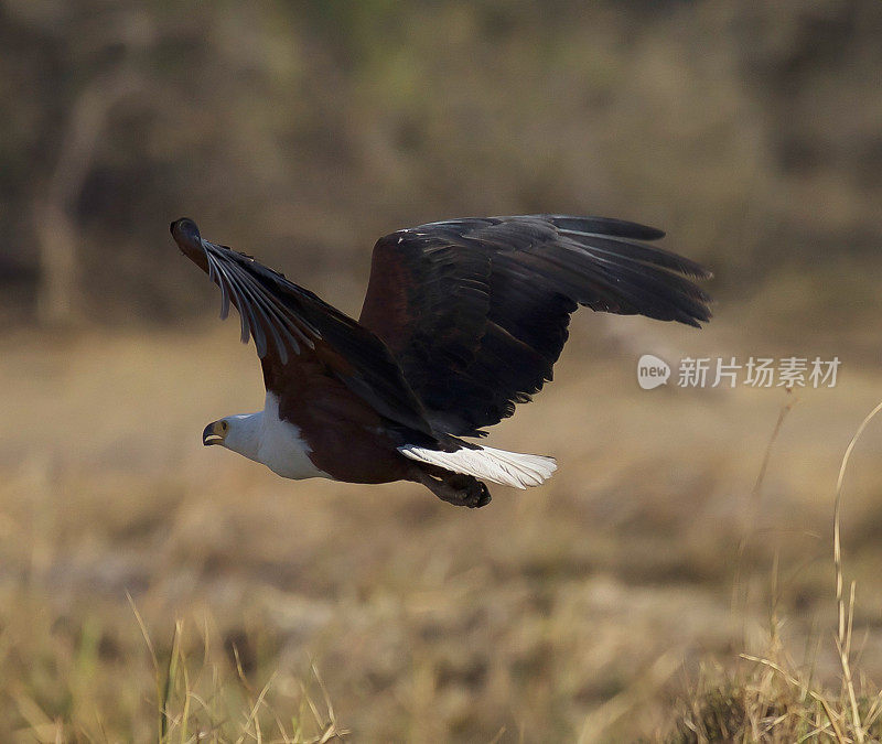 非洲鱼鹰