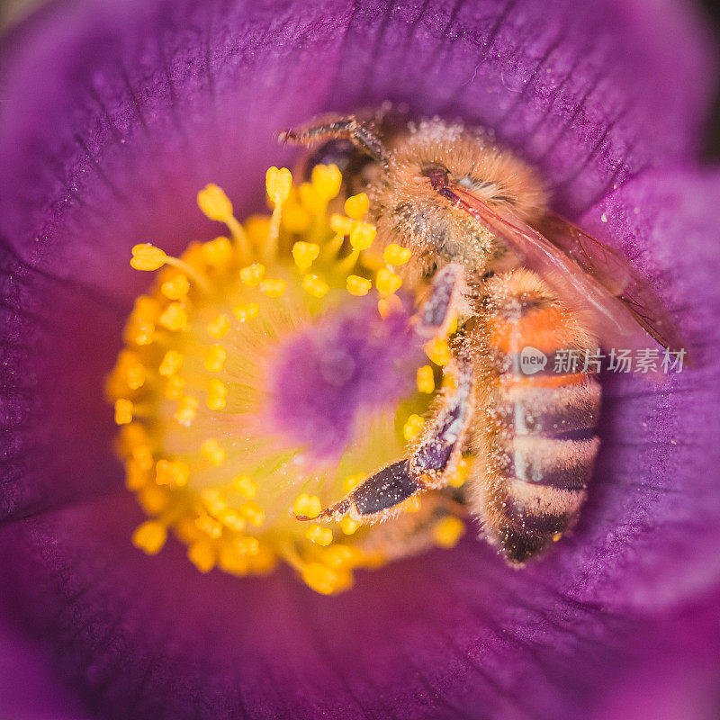 忙碌的蜜蜂从花中采集花粉
