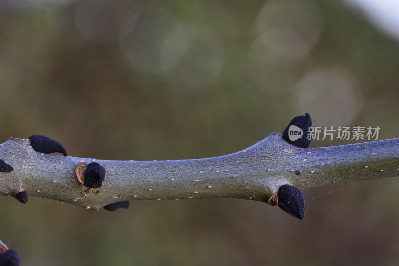 在冬天白蜡树白蜡上的黑色叶芽