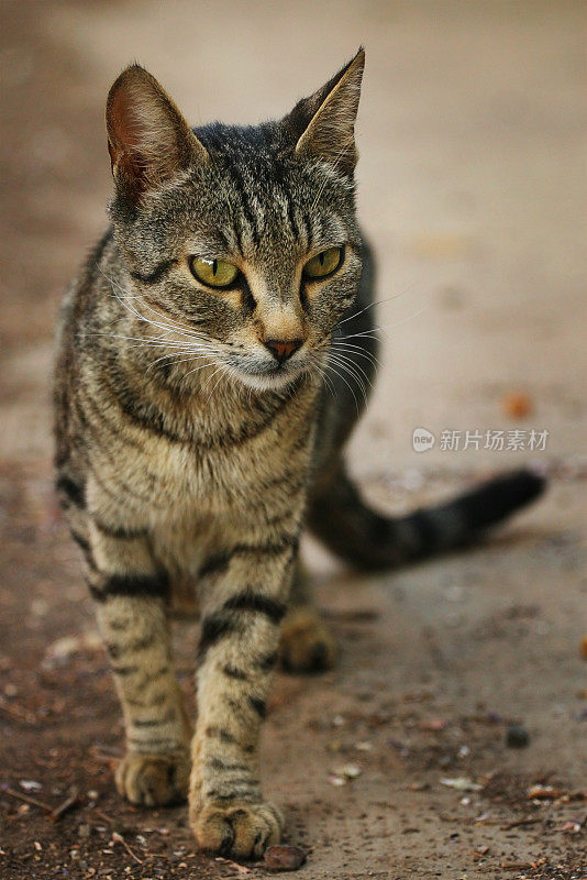 只流浪猫