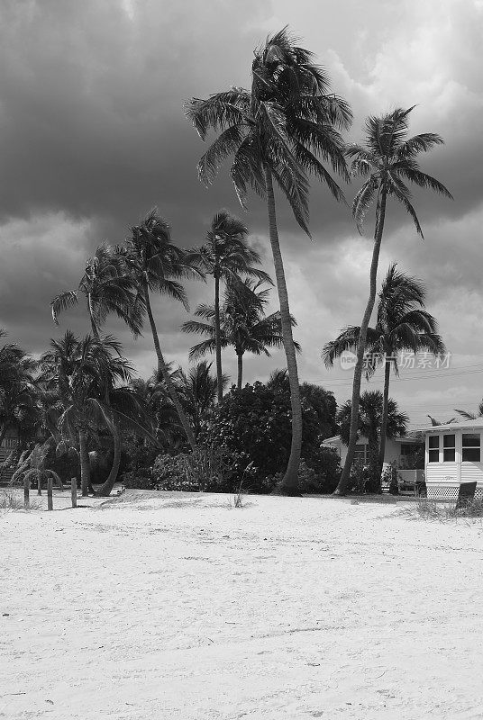 沙滩上的棕榈树