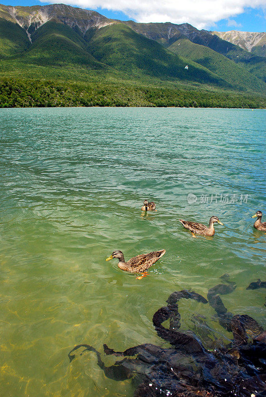 新西兰罗托提湖的长鳍鳗(长鳍鳗)