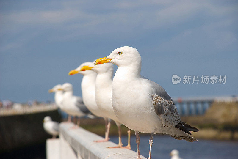 鸟儿排成一排