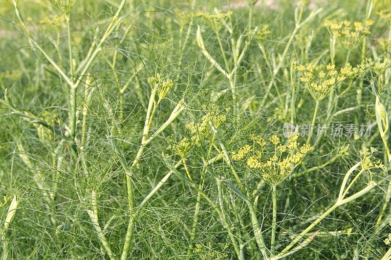 香草花园里的茴香