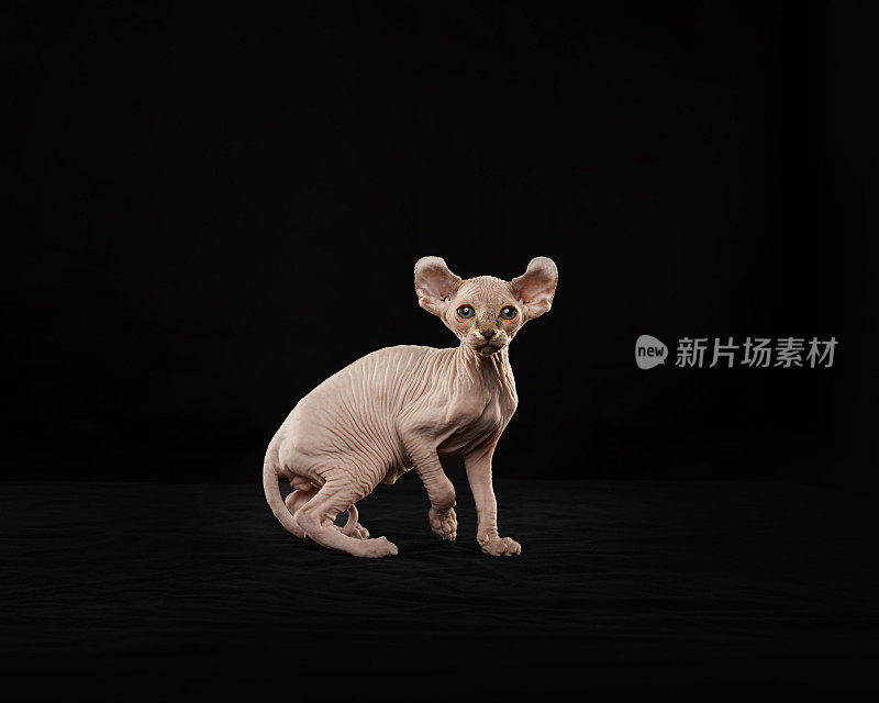 Sphynx猫