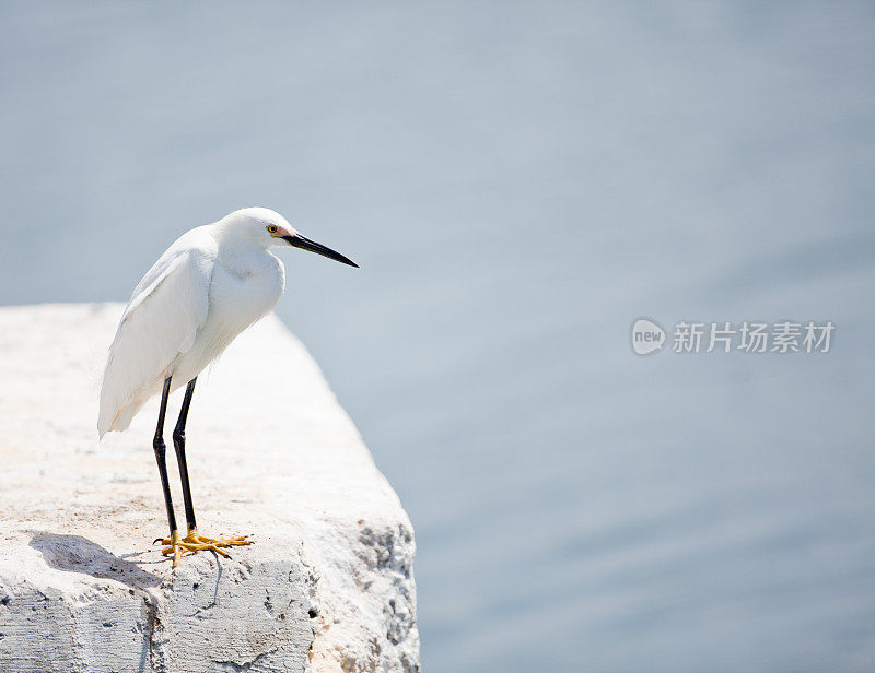 海堤上的白鹭