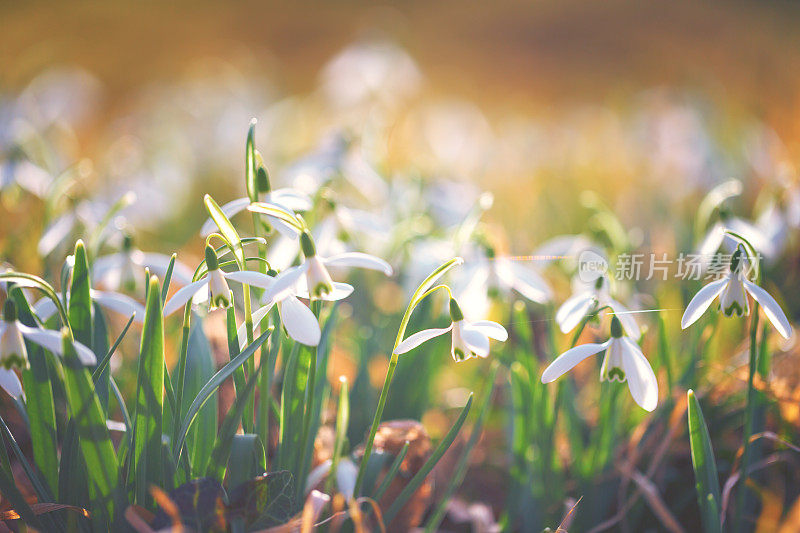 雪花莲(雪花)