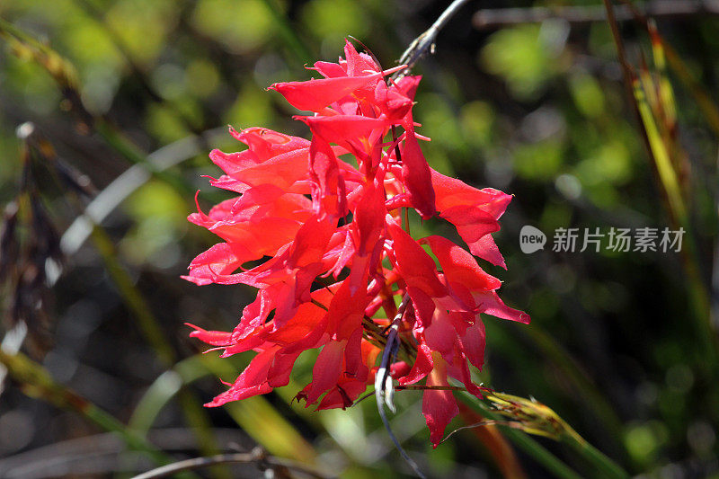 南非:桌顶山的红色野花