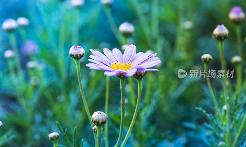 田野里的洋甘菊花