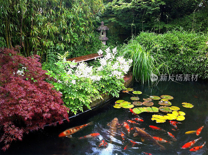 国内日式园林中的锦鲤池