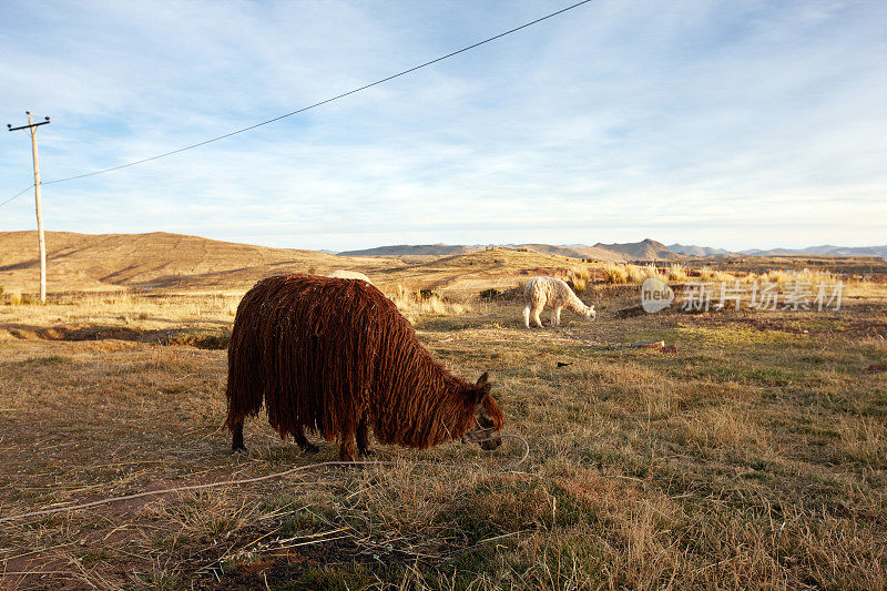 在秘鲁高原上放牧的大羊驼