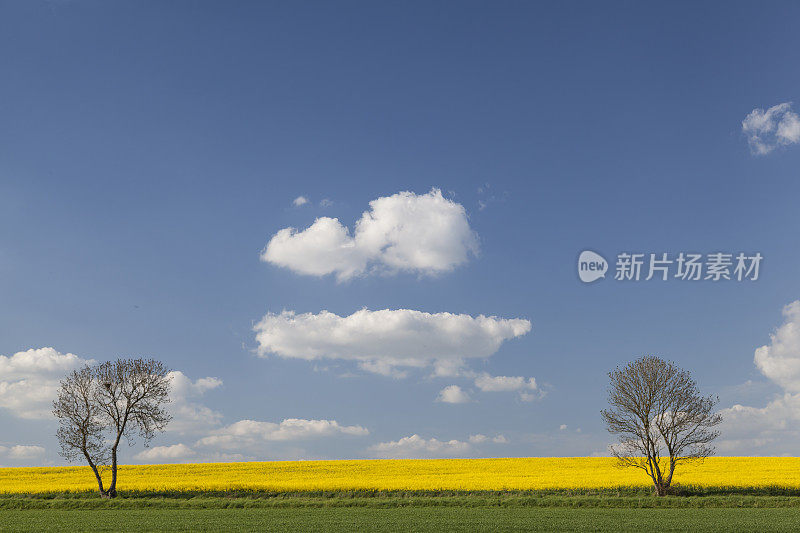 油菜籽地里的两棵树