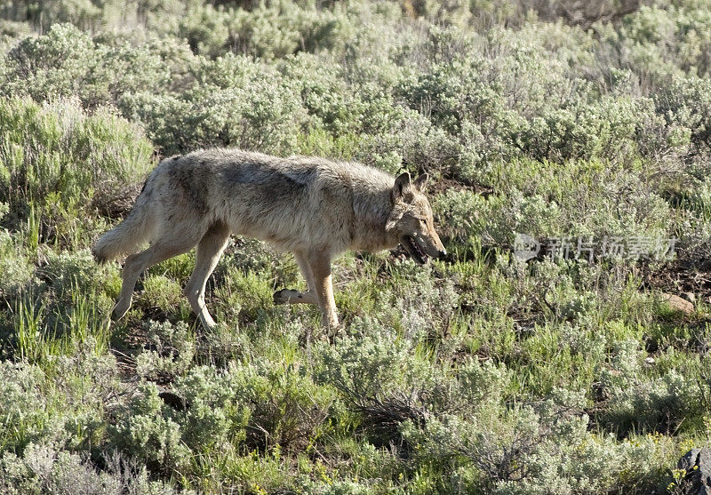 拉马尔峡谷灰狼黄石国家公园怀俄明州