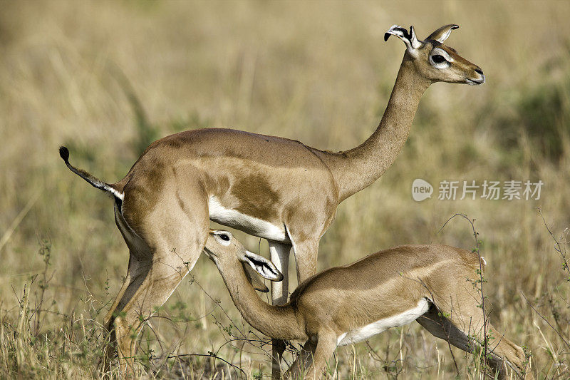 年轻的Gerenuk羚羊吮吸