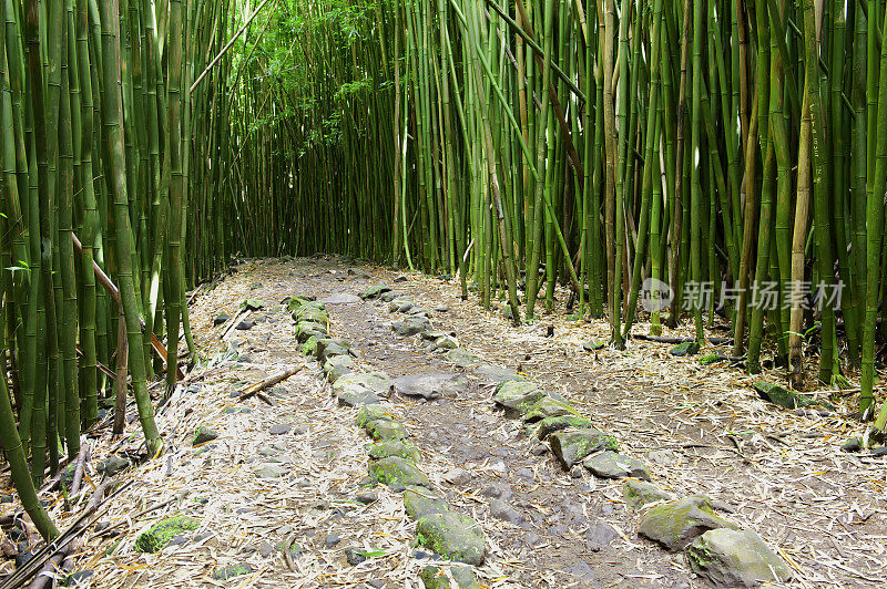 竹林和石线小径，哈纳，毛伊岛