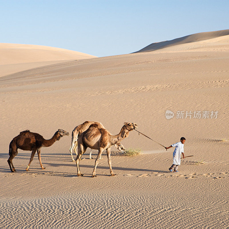 在非洲西撒哈拉沙漠，年轻的贝都因人和骆驼