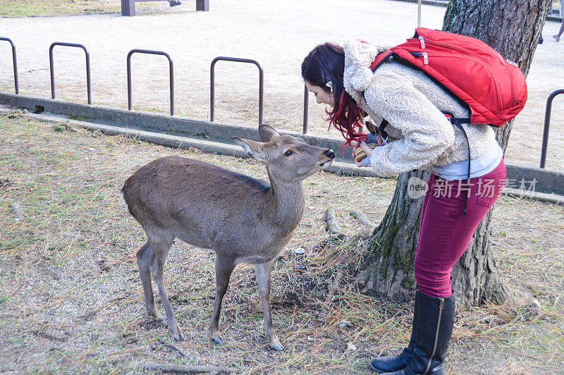 日本奈良，一名年轻女子在喂鹿