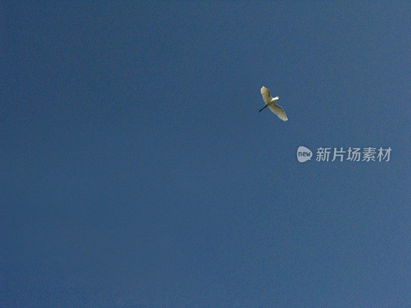 在湛蓝的天空中飞翔的大白鹭