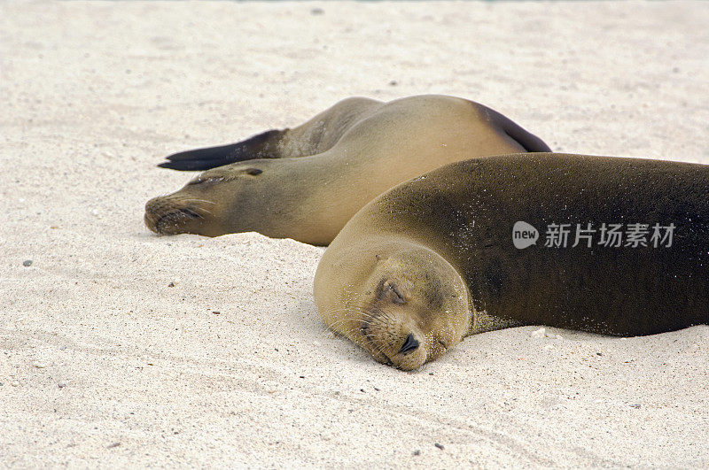 加拉帕戈斯群岛沉睡的海狮