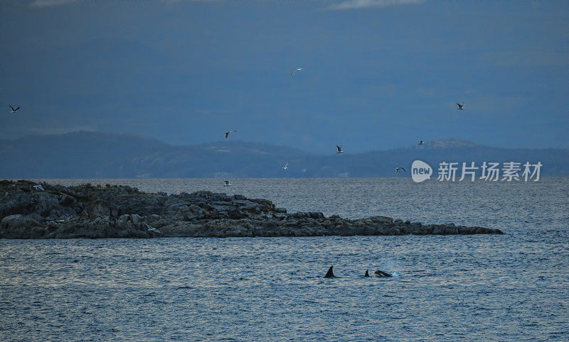 日落时分，加拿大西海岸的虎鲸在捕猎