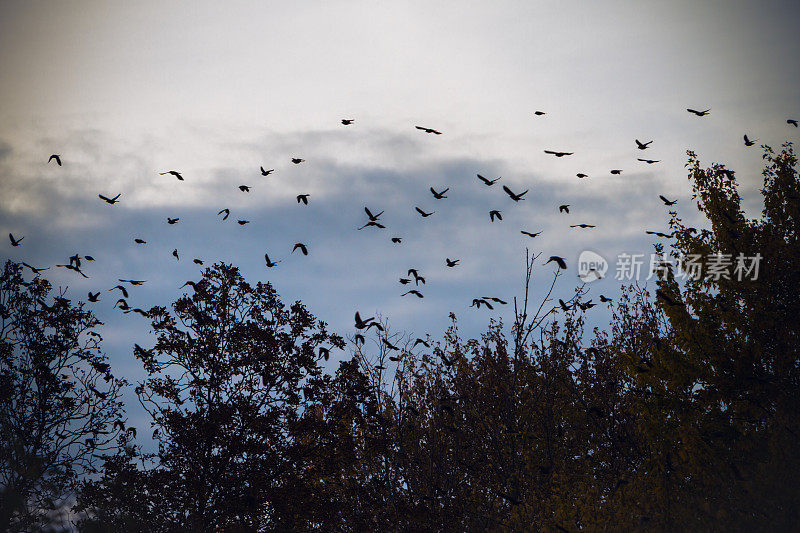 黄昏时，数百只乌鸦飞过林木线