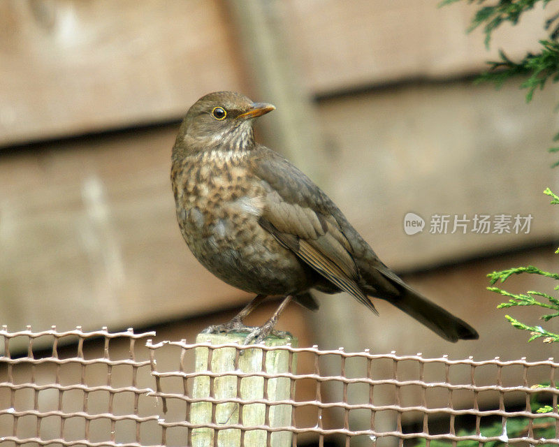 黑鸟（图尔杜斯・梅鲁拉）