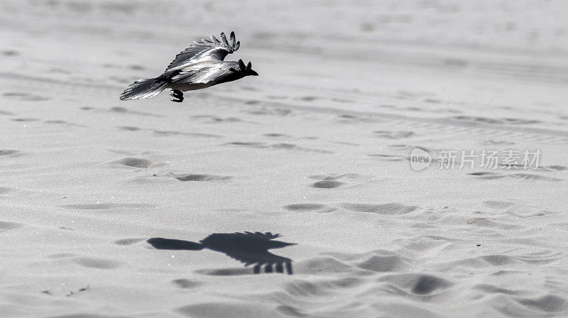 黑乌鸦带着阴影飞过沙滩