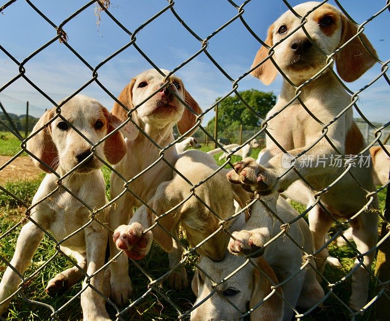 英国养犬