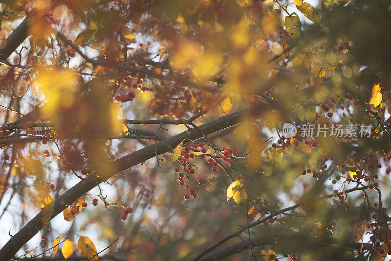 秋天树上的海棠果