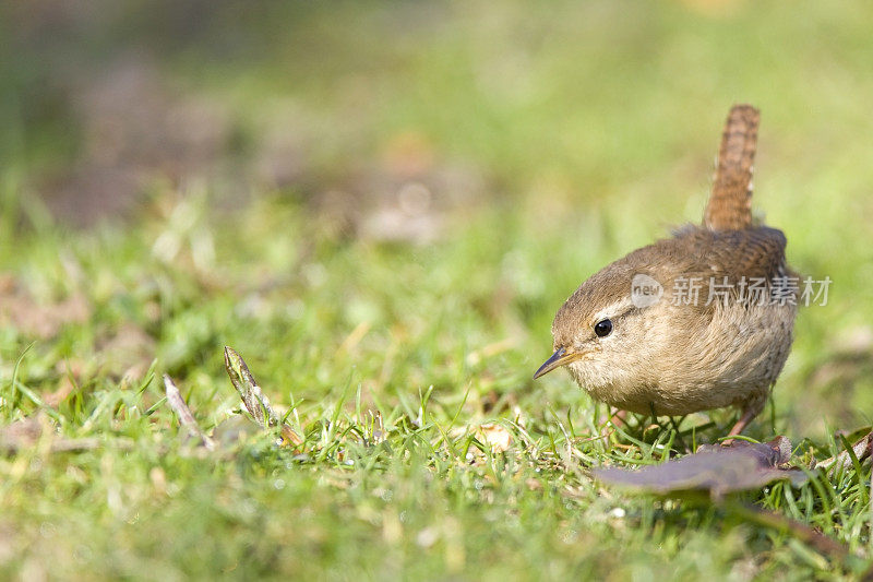 雷恩(Troglodytes-troglodytes)