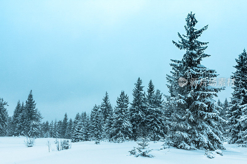 美丽的冬季景观和白雪覆盖的树木