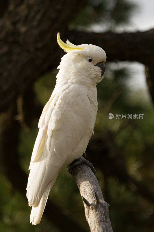 鹦鹉与风格