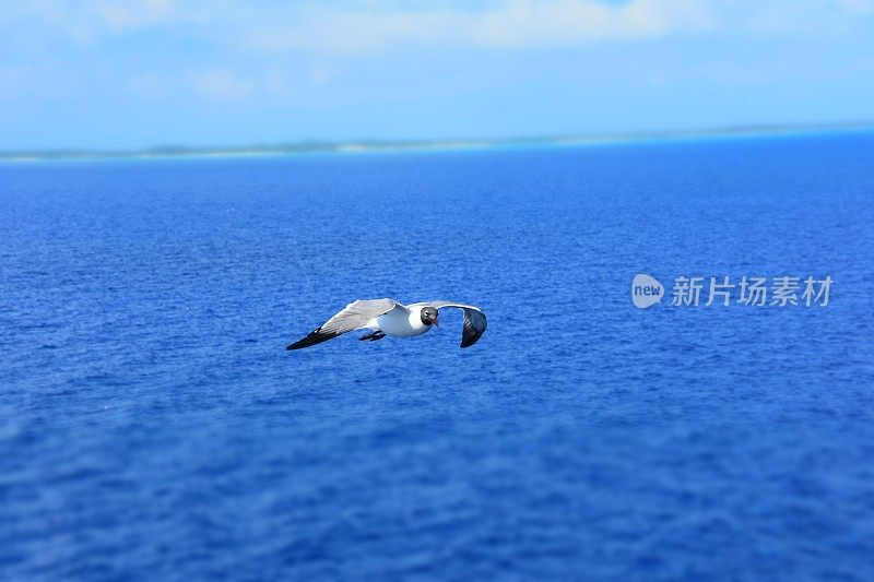 鸟从海上飞过