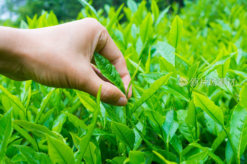 采摘茶叶