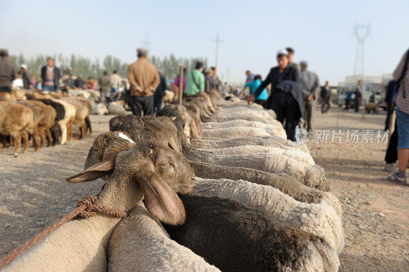 喀什的动物市场
