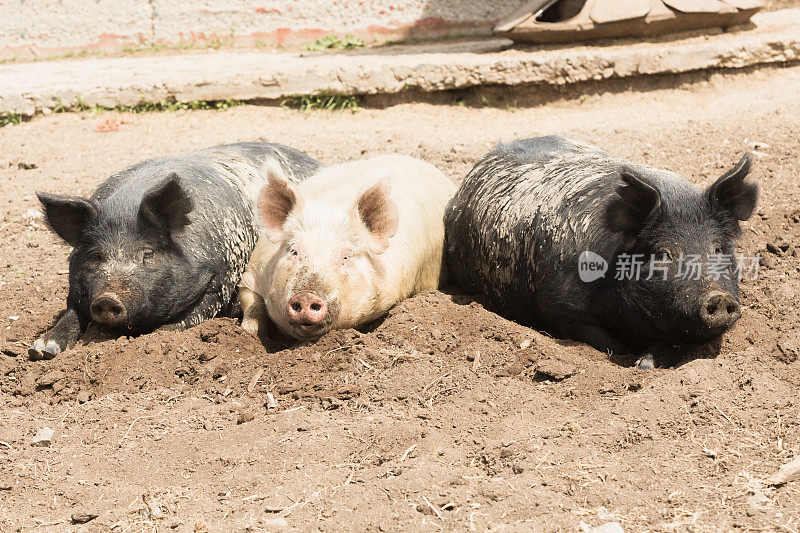 三只猪躺在谷仓的土里晒太阳