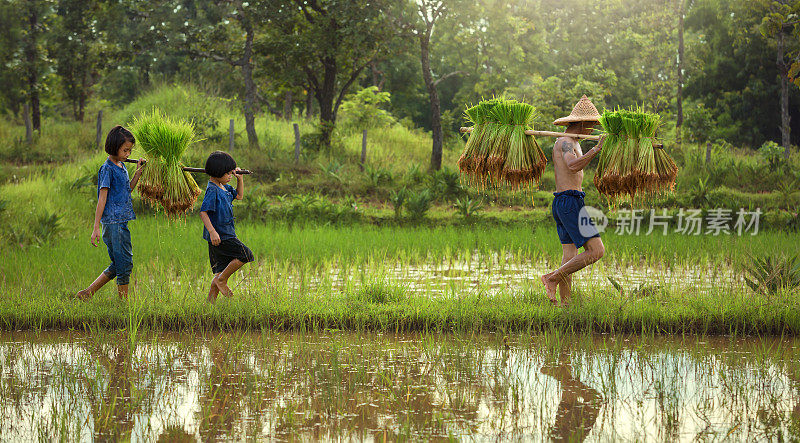 泰国一户农民的两个孩子正走在他父亲的后面