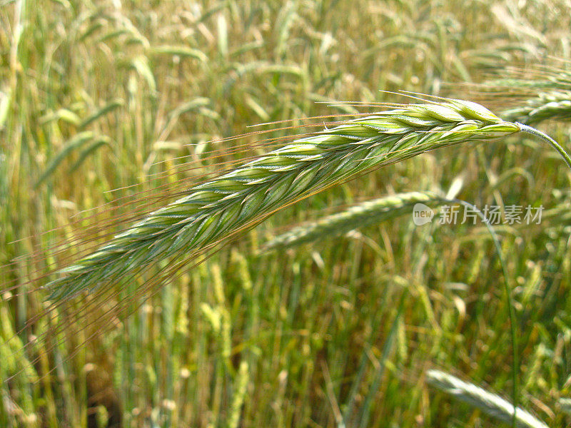 小麦的小穗