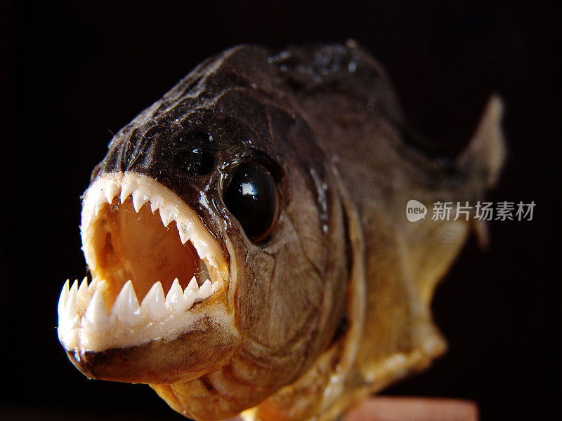 巴西亚马逊，装有锯齿状锋利牙齿的食人鱼标本